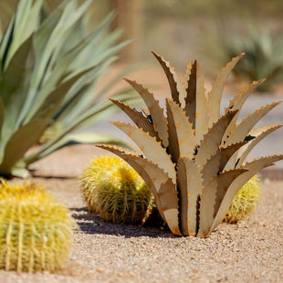 Sawtooth Agave