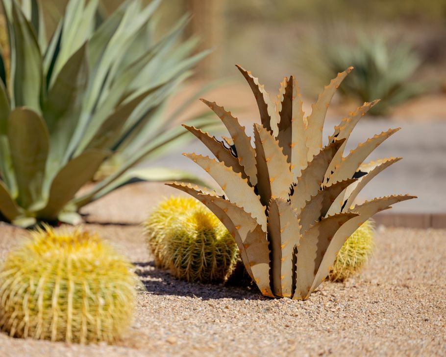 Sawtooth Agave