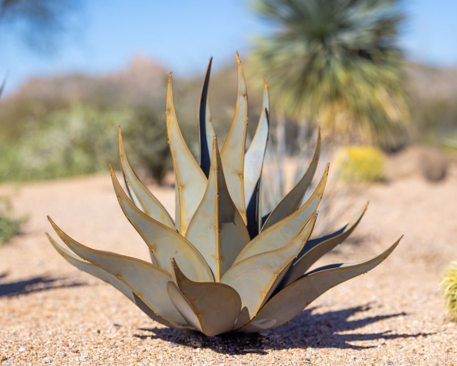 Sharkskin Agave