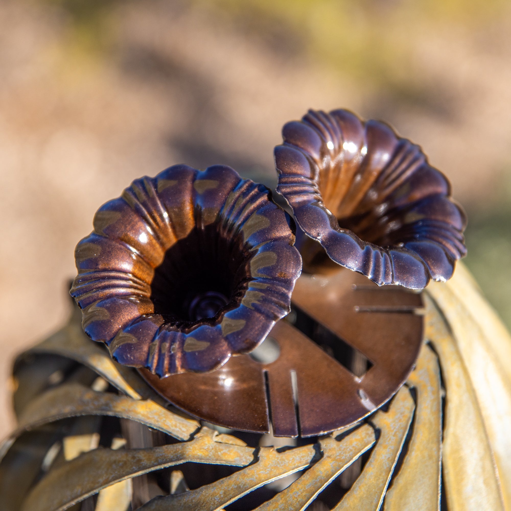 Saguaro Flowers hook into the top of the Saguaro Cactus.